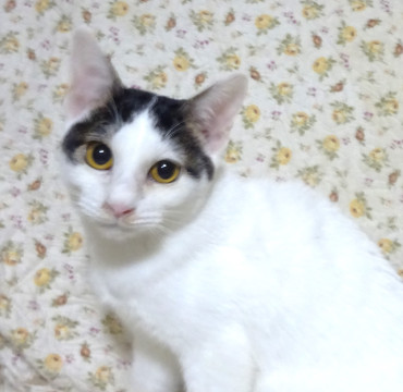 スリスリが止まらない、たまみちゃん