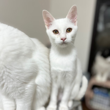 小さな白ネコちゃん2