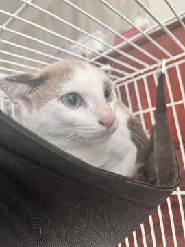 生後約4ヶ月 野良猫出身 ザクくん