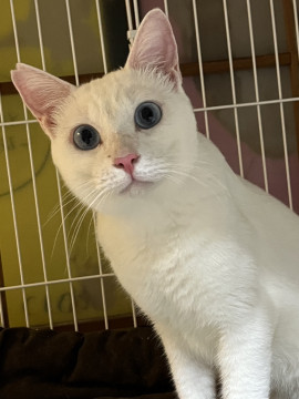 人慣れ度good!青い目の白猫君です