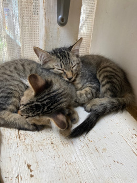 可愛カッコいいキジくんです
