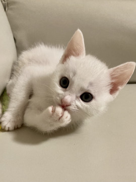 人懐っこい子猫(1ヶ月位)