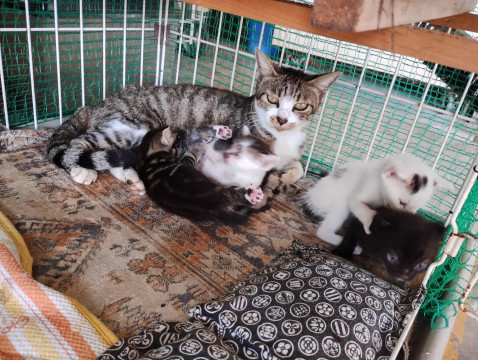 生後1ヶ月の子猫です