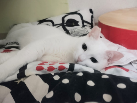 協調性抜群!白猫ランランちゃん