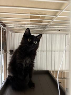 3ヶ月半黒猫長毛男の子