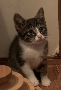 2ヶ月メス。美猫❣️検査陰性