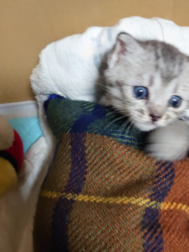 里親様募集! かわいい仔猫です!