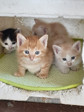 野良ちゃんの子猫4兄妹 茶トラ