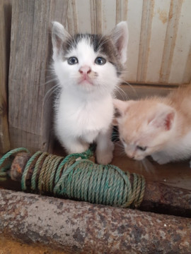 野良ちゃんの子猫4兄妹 白黒の女の子