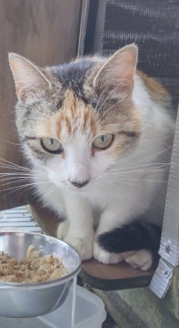 三毛猫ちゃん