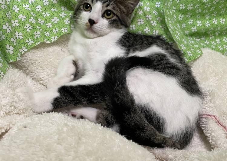 ラリック猫 ネコのクリスタル 里親募集 銀