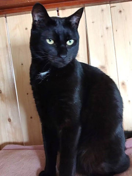 【あしたか♂】幸せを呼ぶ黒猫❤イケメン君