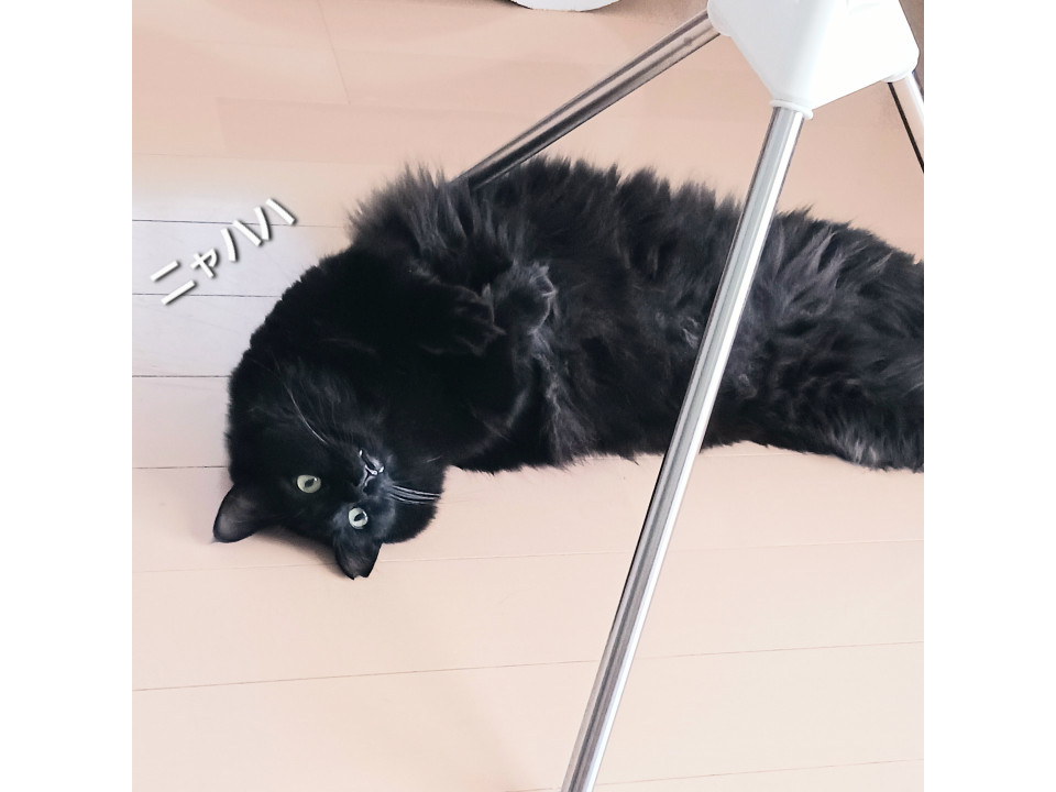 かわいく優しく賢いもふもふ長毛黒猫