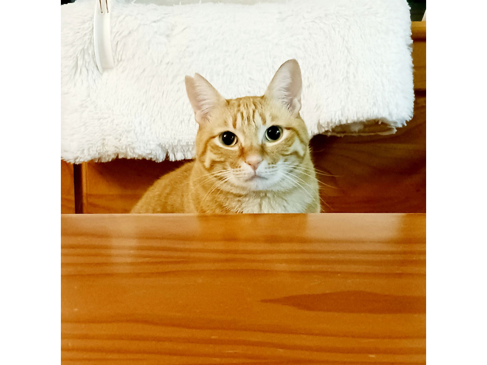 ガラスのハートのキレイな茶トラ=^^＝