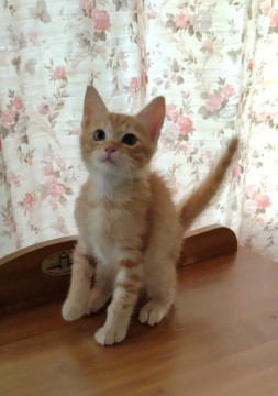 かわいい子猫です