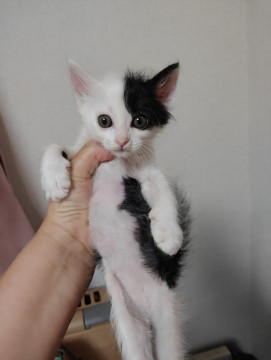 8月23日生の白黒オス