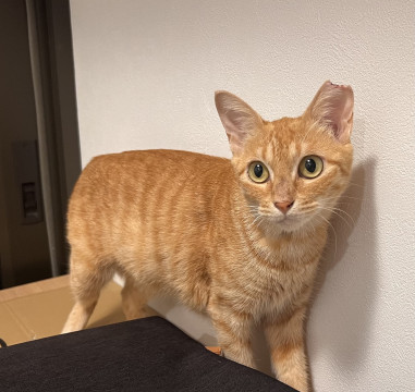 猫]新潟県の里親募集 甘えん坊な茶トラの女の子