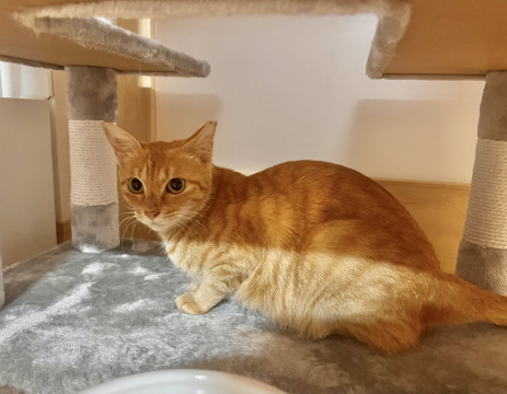 猫]新潟県の里親募集 甘えん坊な茶トラの女の子