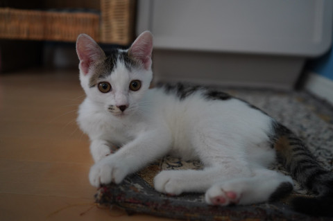 猫大好き☆キジシロ男の子