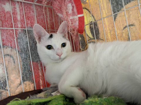 甘えん坊のキジシロくん