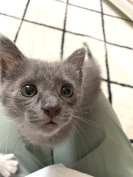 ふわふわで優しいグレーの男の子