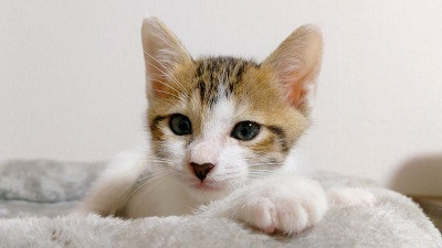 これでも男の子です