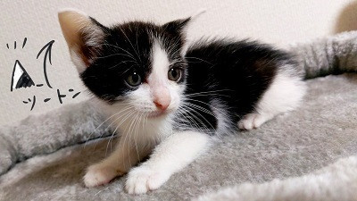 元気いっぱいハチワレの男の子