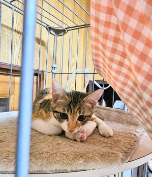 カギ尻尾で幸せ引き寄せにゃんこ