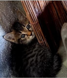 猫]島根県の里親募集 シマシマの女の子と、黒の男の子とその親