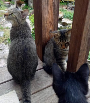 猫]島根県の里親募集 シマシマの女の子と、黒の男の子とその親
