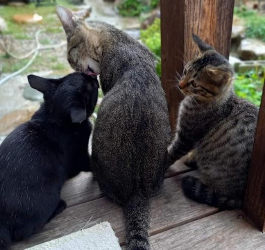 たまごさん専用☆ミニザクロちゃんと黒虫さんハラマルくんシマウサくんしましま猫さん 猫]島根県の里親募集 シマシマの女の子と、黒の男の子とその親