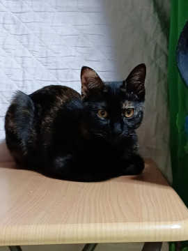 メスですが、かっこいいさびちゃん