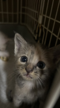 食欲大勢、手乗り薄サビちゃん