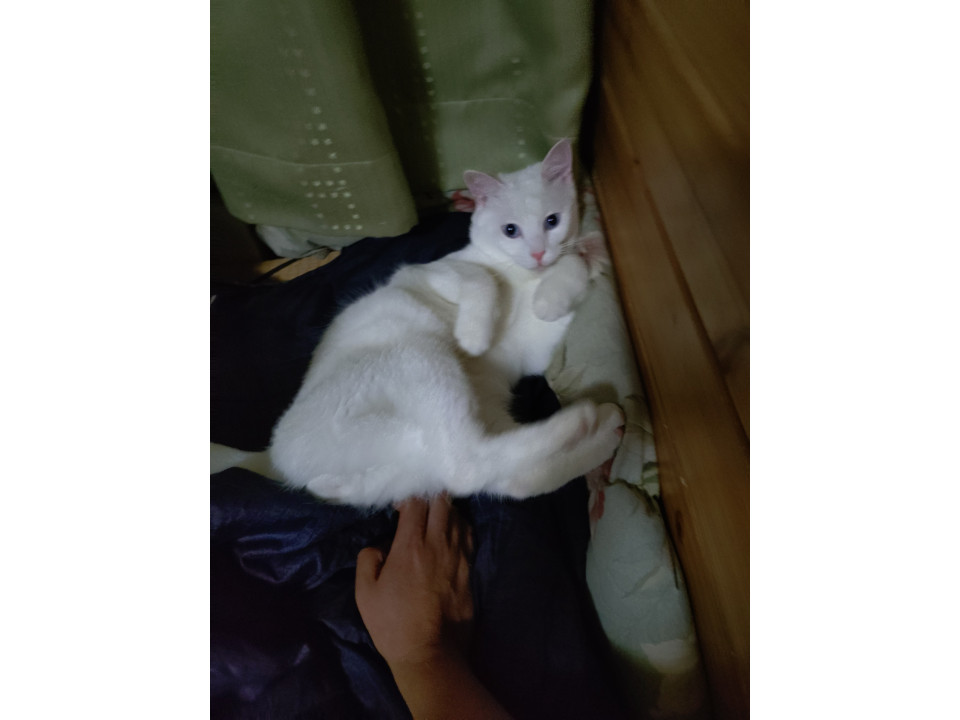 青い瞳の怖がりボーイ