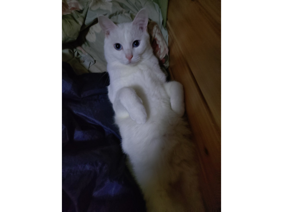 青い瞳の怖がりボーイ