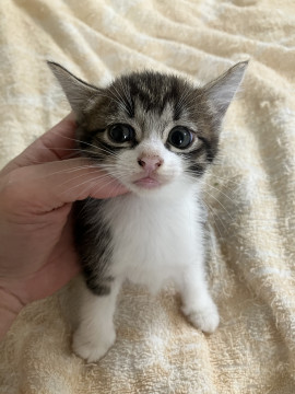 母猫似の好奇心旺盛なかわいい仔猫