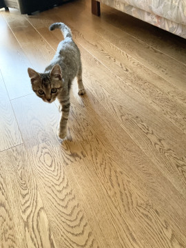 甘えんぼ強心坊や