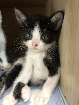 可愛い子猫