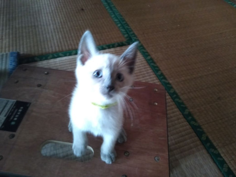 き