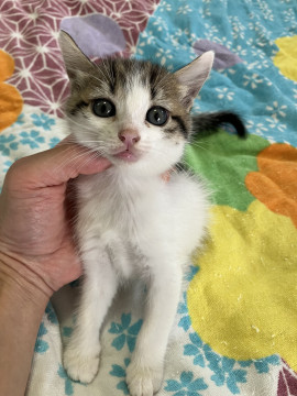 黒目キラキラ活発な仔猫