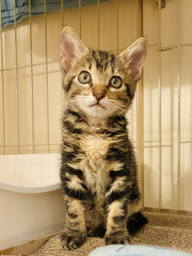 かわいいアメショ風子猫♡なつみちゃん