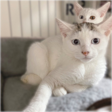 センター分けの白猫さん❤️はやてくん