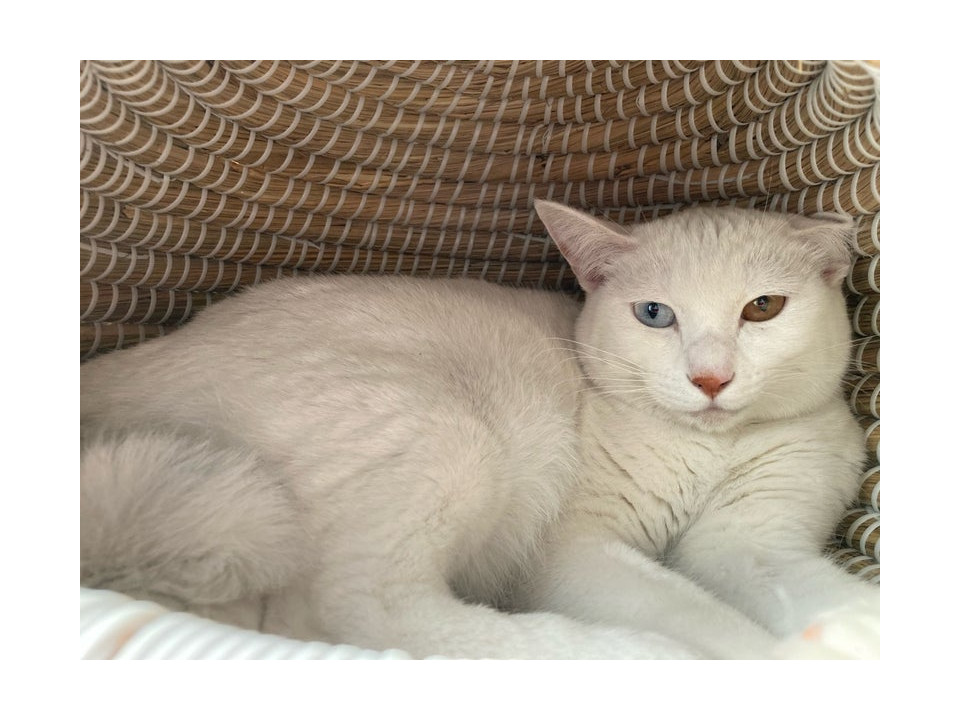 オッドアイの白猫さん❤️ひかりくん