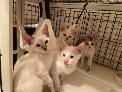 可愛い~兄妹 シャム柄、三毛猫、白猫