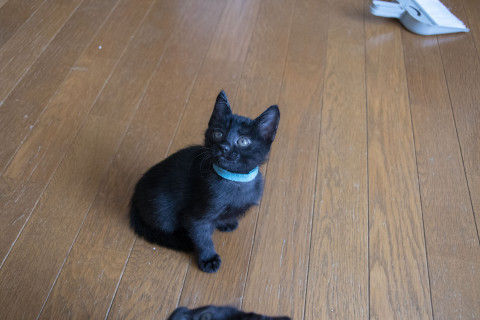 すこし小ぶりな黒猫ちゃん(水色)