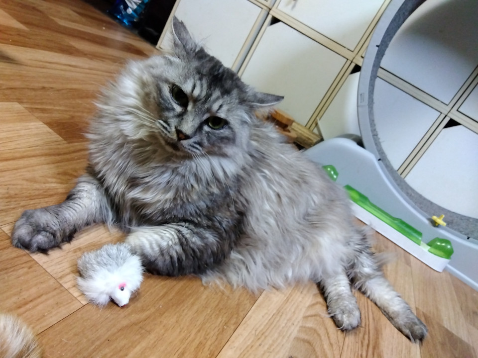 癒される温厚毛長サバトラ君