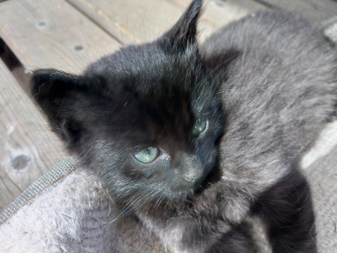 将来長毛?黒猫
