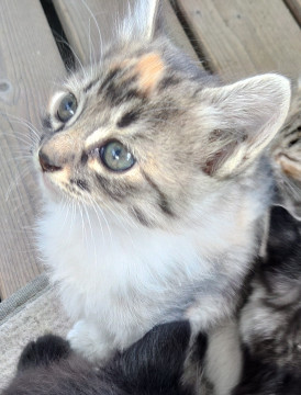 将来長毛?シマ三毛猫