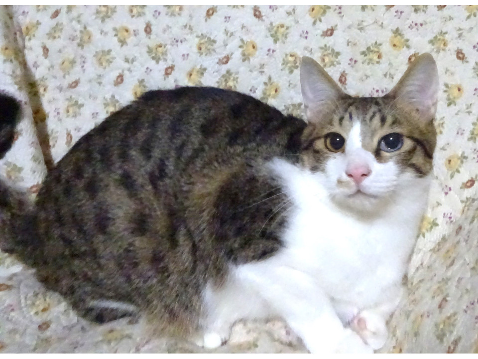 膝上大好き、人好き類(るい)くん