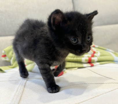 かまってちゃんで甘えん坊なおチビちゃん